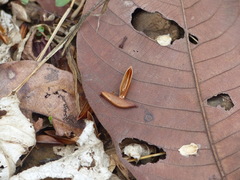 Strobilanthes callosa