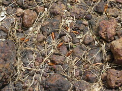 Strobilanthes callosa