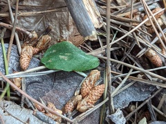 Corybas unguiculatus