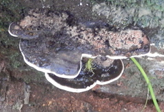Earliella