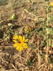 Grindelia camporum