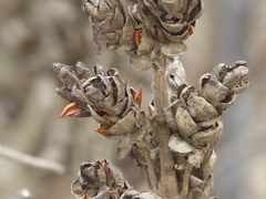 Strobilanthes callosa