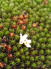 Kelleria childii