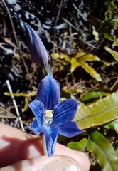 Thelymitra cyanea