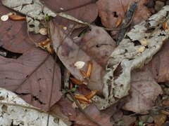 Strobilanthes callosa