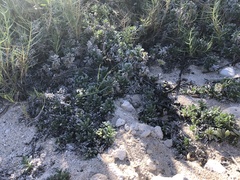 Heliotropium anomalum