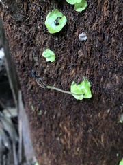 Corybas grumulus