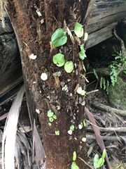 Corybas grumulus