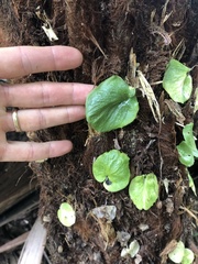 Corybas grumulus
