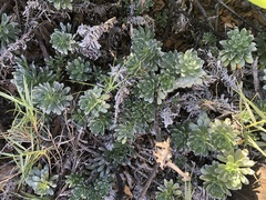 Heliotropium anomalum