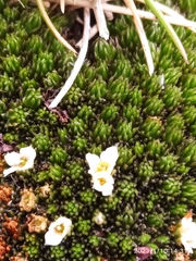 Kelleria childii