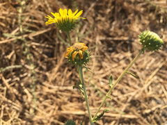 Grindelia camporum