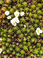 Kelleria childii
