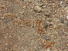 Strobilanthes callosa
