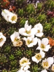 Kelleria childii