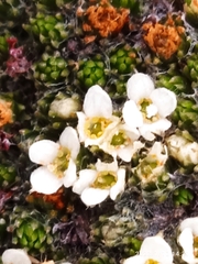 Kelleria childii