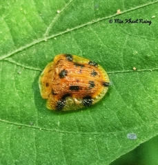 Laccoptera nepalensis