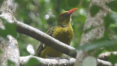 Oriolus flavocinctus