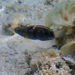 Amblygobius phalaena