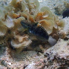 Amblygobius phalaena