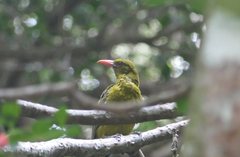 Oriolus flavocinctus