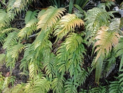 Blechnum montanum