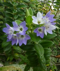 Veronica elliptica