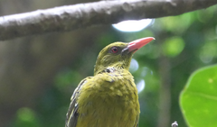 Oriolus flavocinctus