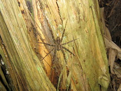 Enoploctenus cyclothorax