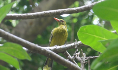 Oriolus flavocinctus