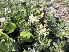 Heliotropium anomalum