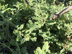 Atriplex suberecta