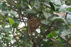 Oriolus flavocinctus