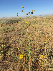 Grindelia camporum