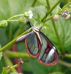 Ithomia agnosia