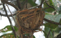 Oriolus flavocinctus