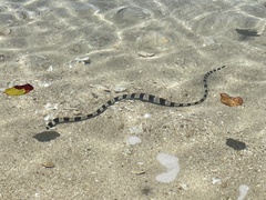 Myrichthys colubrinus