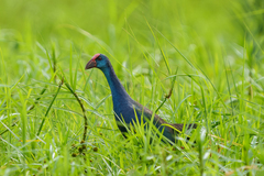 Porphyrio madagascariensis
