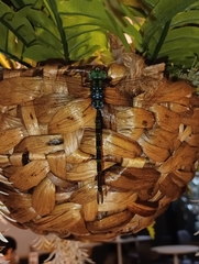 Gynacantha