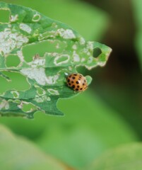 Henosepilachna vigintioctopunctata