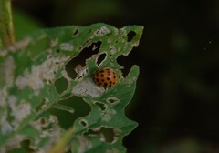 Henosepilachna vigintioctopunctata