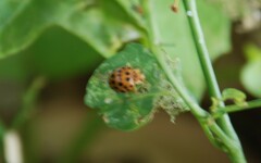 Henosepilachna vigintioctopunctata