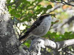 Aphrastura spinicauda