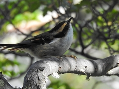 Aphrastura spinicauda