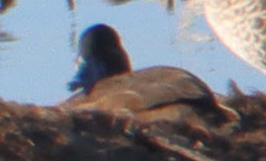 Netta erythrophthalma