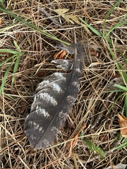 Podargus strigoides brachypterus