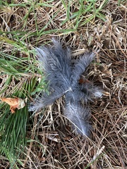 Podargus strigoides brachypterus