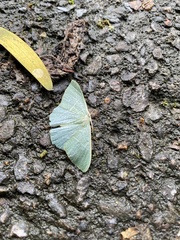 Pelagodes antiquadraria