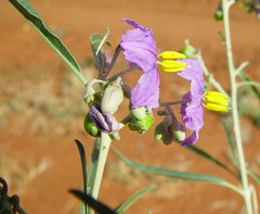Solanum sturtianum
