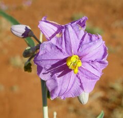 Solanum sturtianum